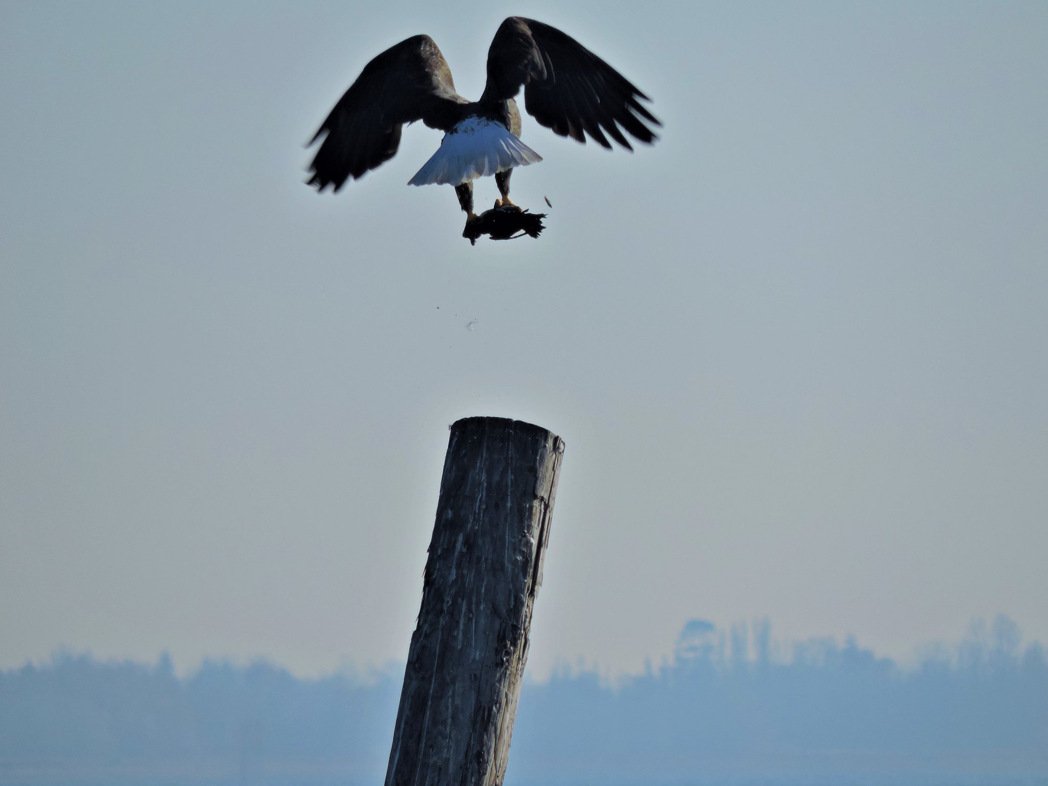 群鳥在沼澤區啄食魚蝦補充體力。（照片來源：Flickr/cc/Mike W.）